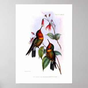 Affiches Colibri