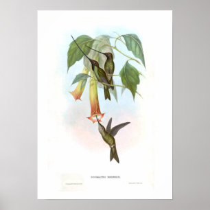 Affiches Colibri