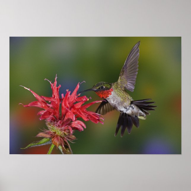 Affiches Colibri à gorge rubis mâle (Devant)