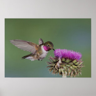 Affiches Colibri à queue large, Selasphorus