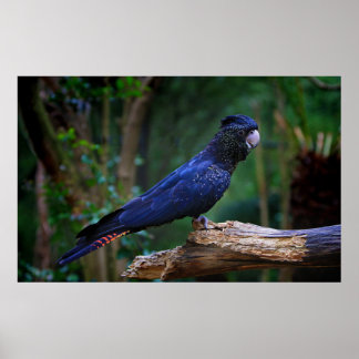 Affiches Colibri à queue rousse