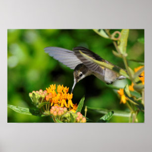 Affiches Colibri affamé