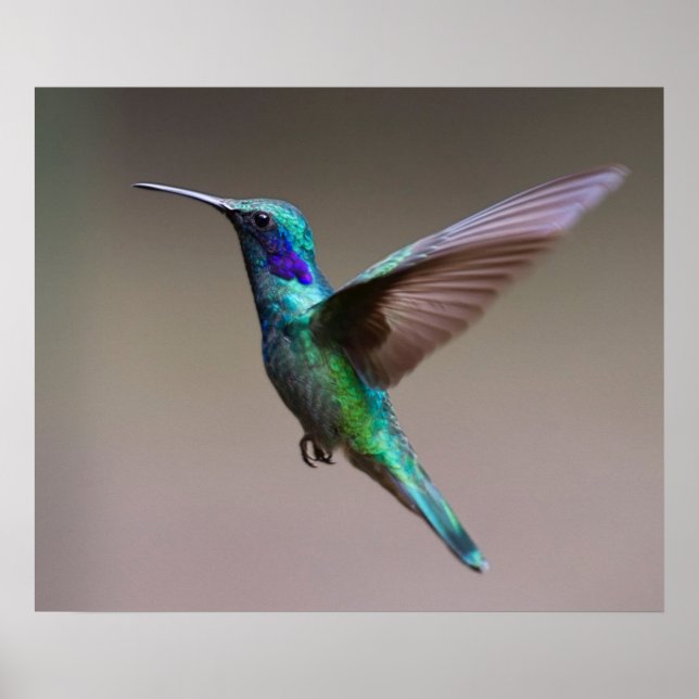 Affiches Colibri en vol (Devant)