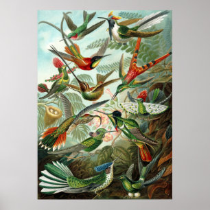 Affiches Colibri Extraordinaire Photo par Ernst Haeckel