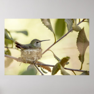 Affiches Colibri femelle sur son nid