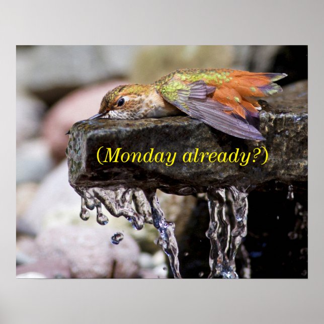 Affiches Colibri posé dans l'eau (Devant)