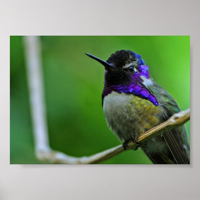 Affiches Colibri pourpre (Devant)