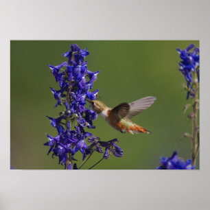 Affiches Colibri Rufous, rufus de Selasphorus, femelle