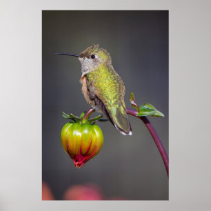 Affiches Colibri se repose sur un bouton de fleur