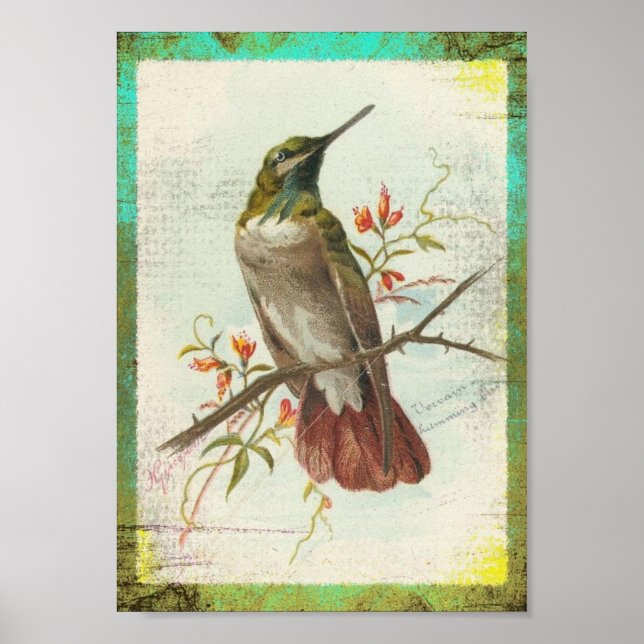 Affiches Colibri vintage (Devant)