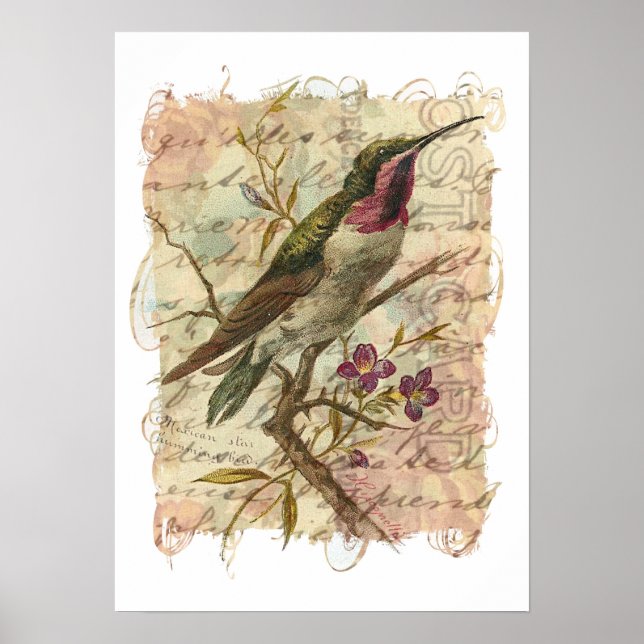 Affiches Colibri vintage (Devant)