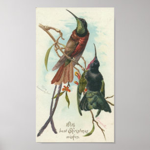 Affiches Colibris de Noël
