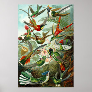 Affiches Colibris d'Ernst Haeckel