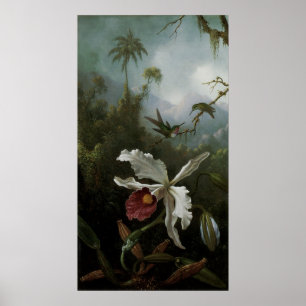 Affiches Colibris et orchidée blanche par Martin J. Heade