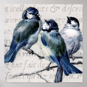 Affiches Collage bleu vintage d'oiseaux - oiseaux bleus