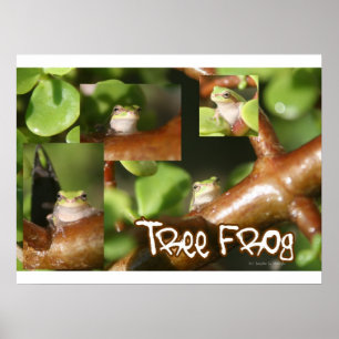 Affiches Collage de grenouilles d'arbre, même grenouille di