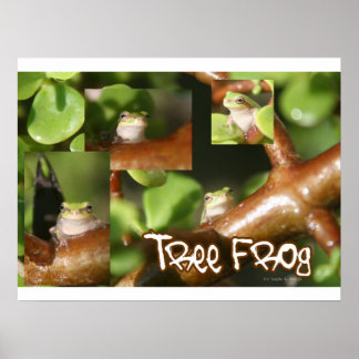 Affiches Collage de grenouilles d'arbre, même grenouille di