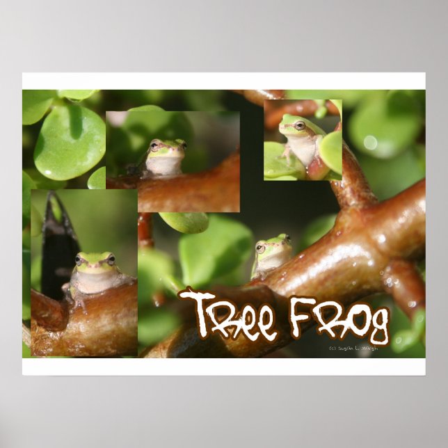 Affiches Collage de grenouilles d'arbre, même grenouille di (Devant)