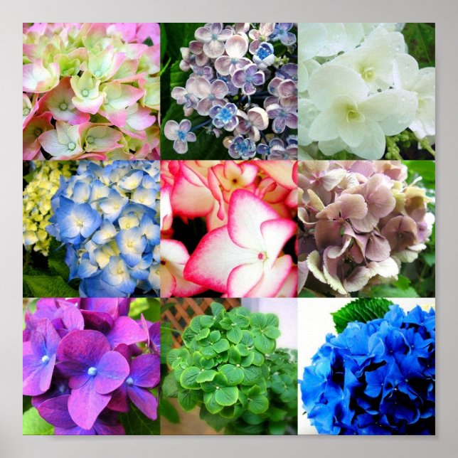 Affiches Collage Hydrangea (Devant)