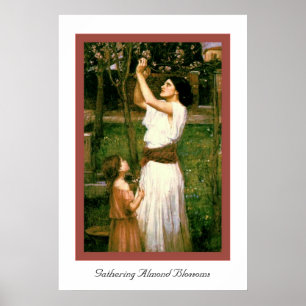 Affiches Collecte des fleurs d'amande