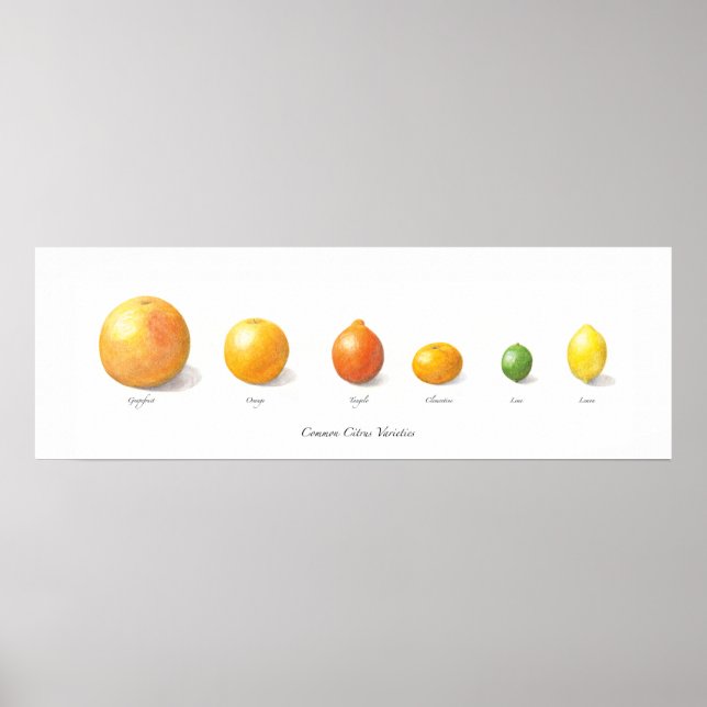 Affiches Collection Citrus (Devant)
