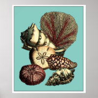 Collection de coquillages turquoise et de coraux r
