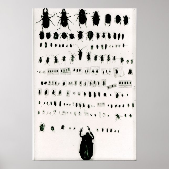 Affiches Collection d'insectes de Darwin (Devant)