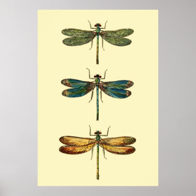 Affiches Collection d'insectes de libellules (Devant)