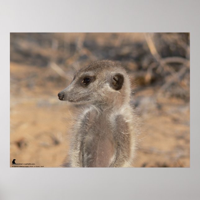 Affiches Collection Fluffernutter - Daydreaming (Devant)