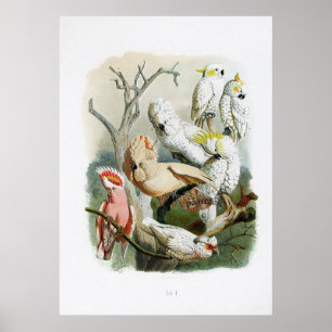 Affiches collection vintage 1848 d'impression de perroquet