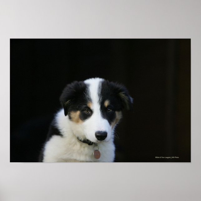 Affiches Collie Collie Puppy vieille frontière de 12 semain (Devant)