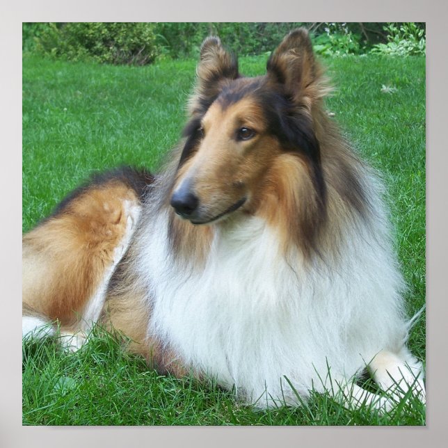Affiches Collie dans l'affiche en herbe (Devant)