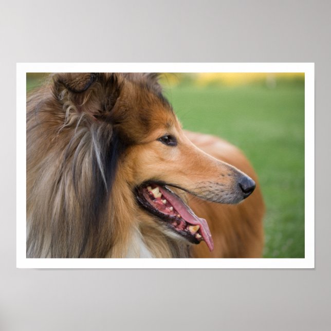 Affiches Collie Face (Devant)