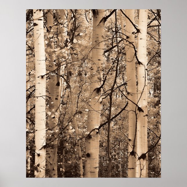 Affiches Colorado Aspens (Devant)