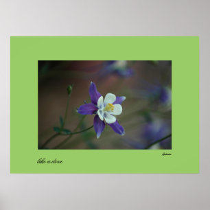 Affiches Colorado Columbine print