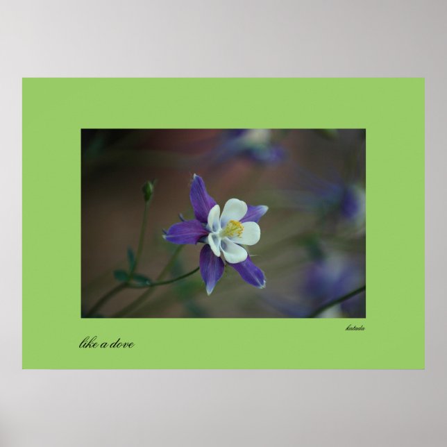 Affiches Colorado Columbine print (Devant)