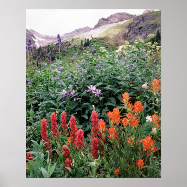 Affiches Colorado, Forêt nationale de Uncompahgre (Devant)