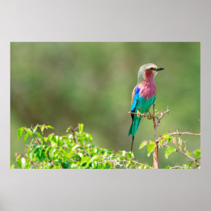Affiches Colorful