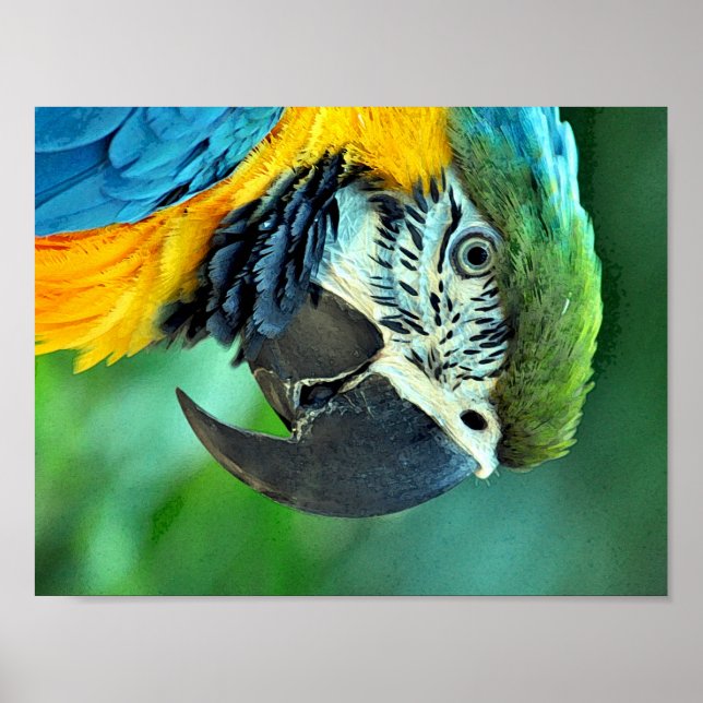 Affiches Colorful macaw parrot (Devant)