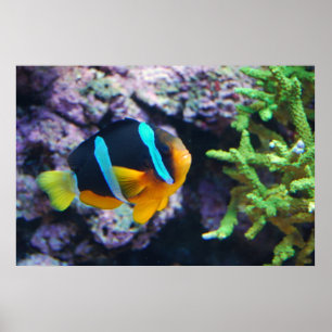 Affiches Colorful Marine Life