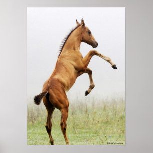 Affiches Colt d'élevage