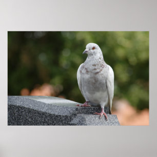 Affiches Columba livia domestica