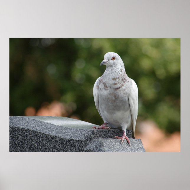 Affiches Columba livia domestica (Devant)