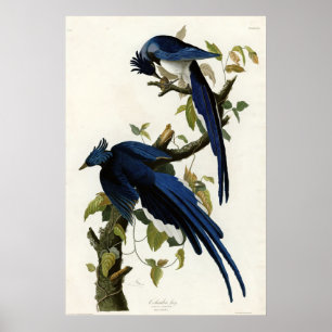 Affiches Columbia Jay Birds of America par James Audubon
