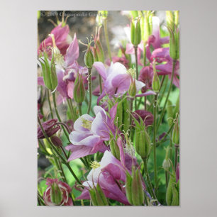 Affiches COLUMBINE FLEURIT l'affiche