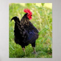 Combattre le coq
