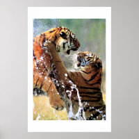 COMBATTRE LES TIGRES