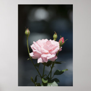 Affiches Comme un rose