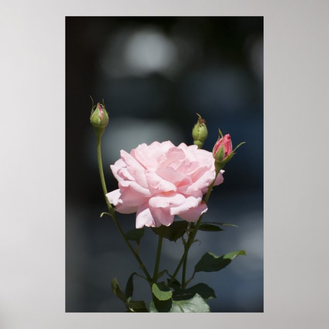 Affiches Comme un rose (Devant)