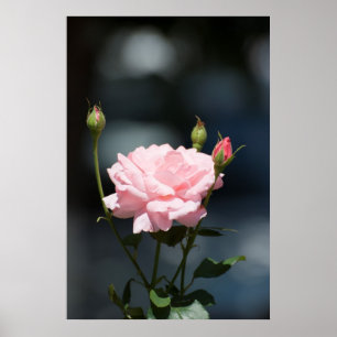 Affiches comme un rose